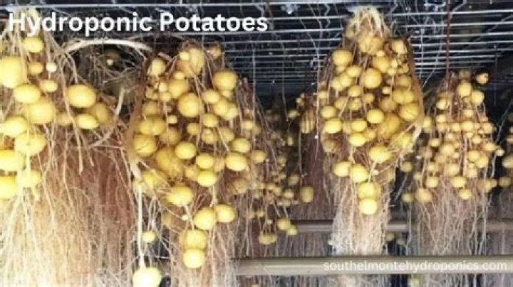 How do you grow hydroponic potatoes?