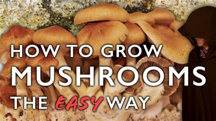 How do you grow mushrooms on a stump?