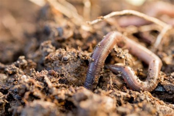 How do you kill earthworms in soil?
