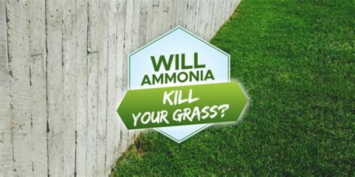 How do you kill grass with ammonia?