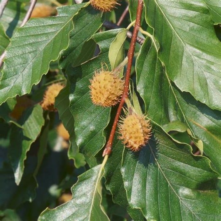 How do you plant a copper beech seed?