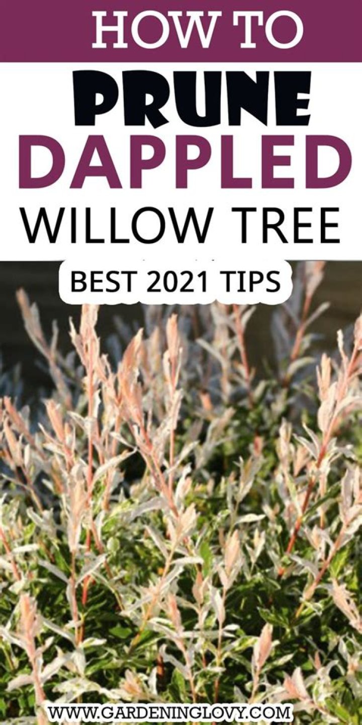 How do you prune a desert willow?