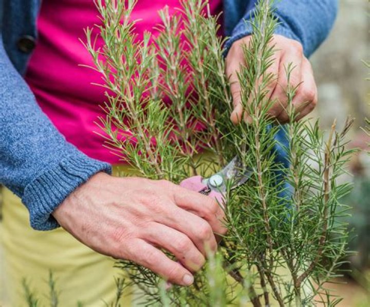 How do you prune Vitex?