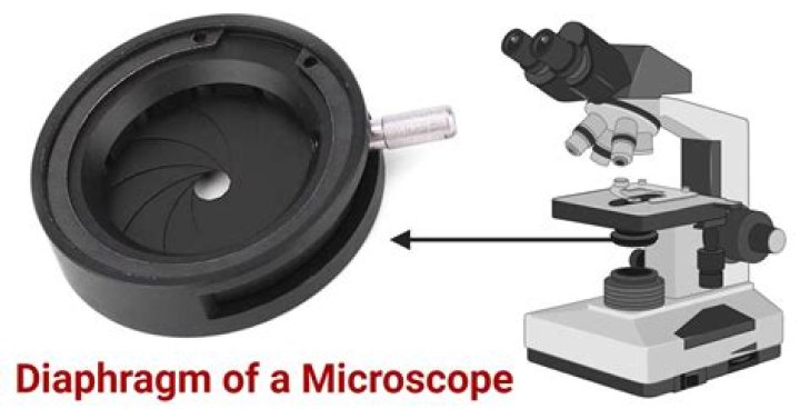 How do you regulate the diaphragm on a microscope?