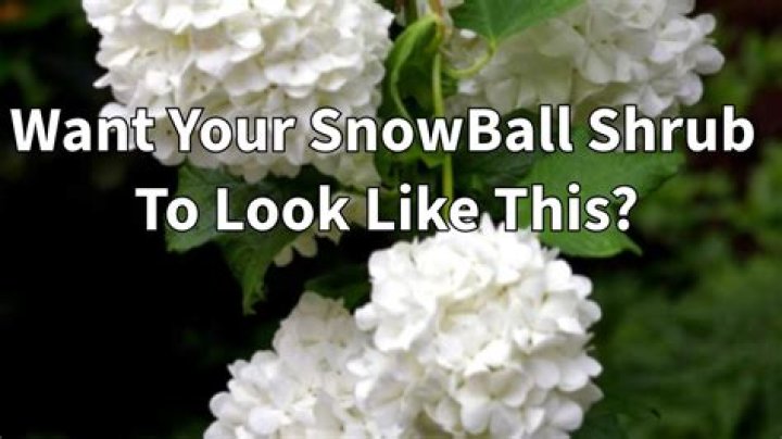 How do you root a snowball bush?