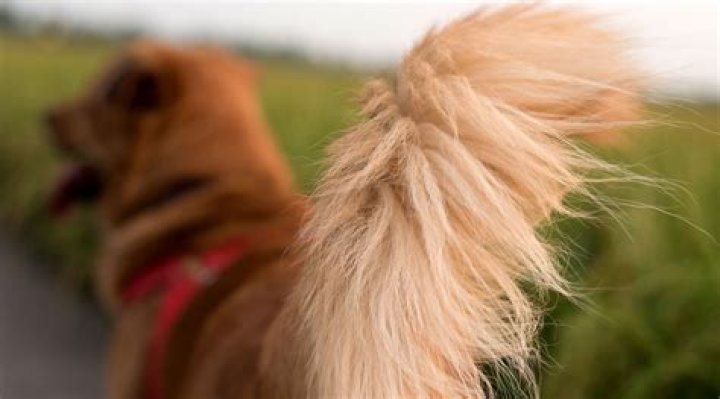 How do you rubber band a dog’s tail?