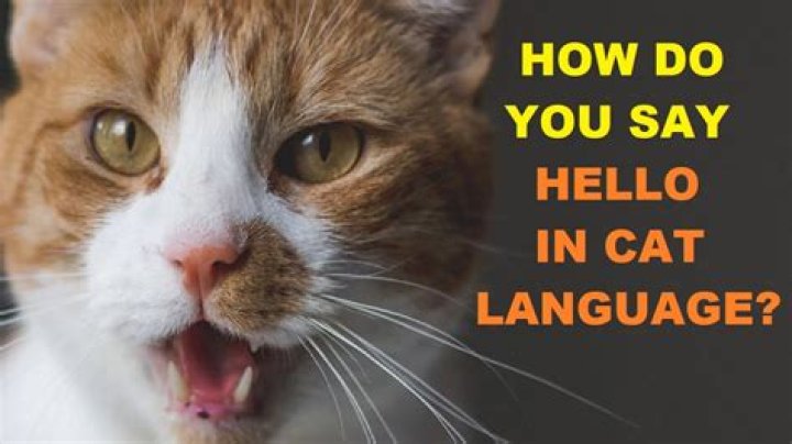 How do you say hello in Lenape?