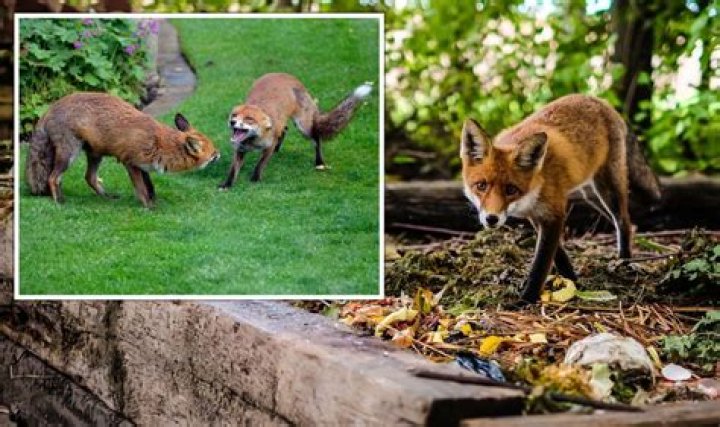 How do you stop foxes from digging holes?
