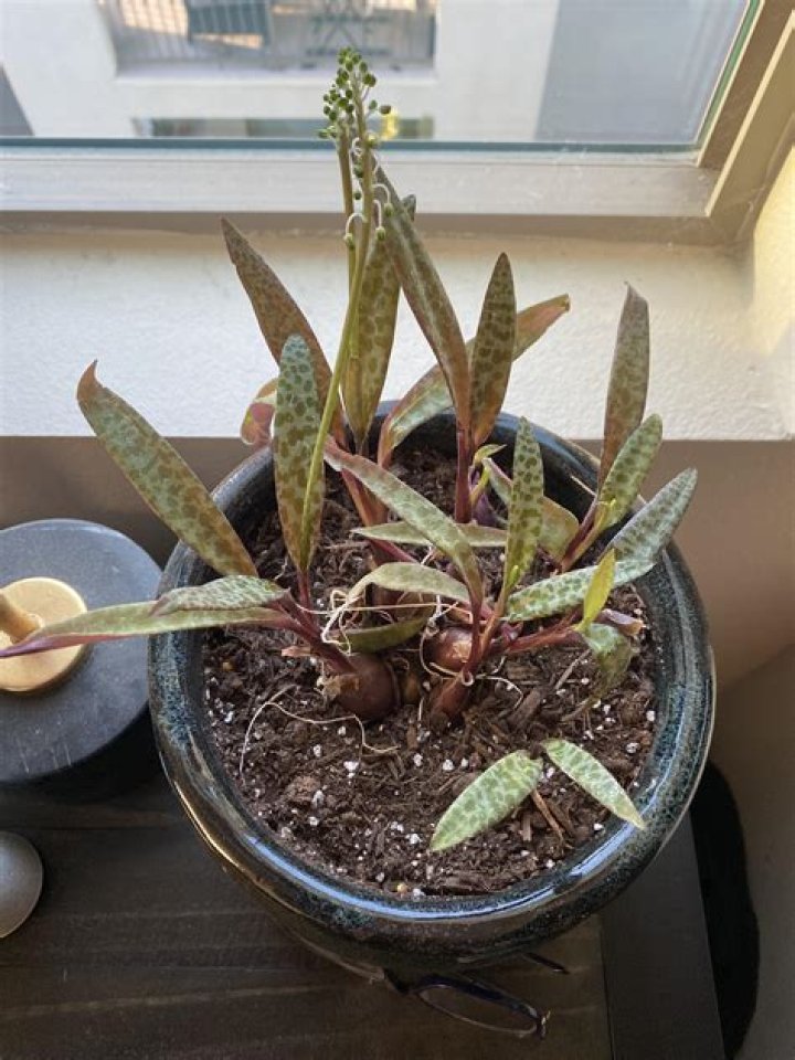 How do you take care of a leopard lily plant?