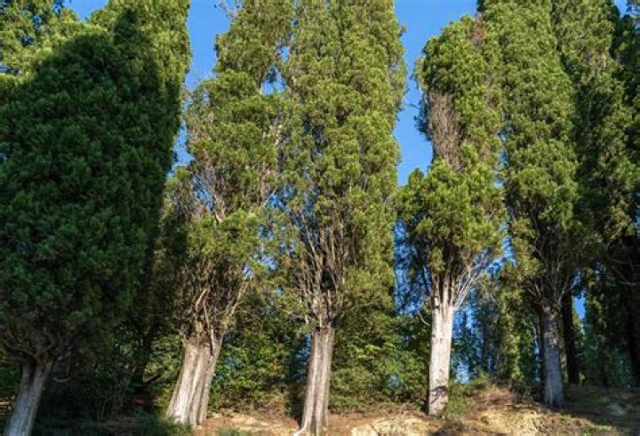 How far apart do you plant Italian cypress trees?