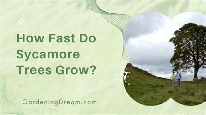 How fast does a sycamore tree grow?