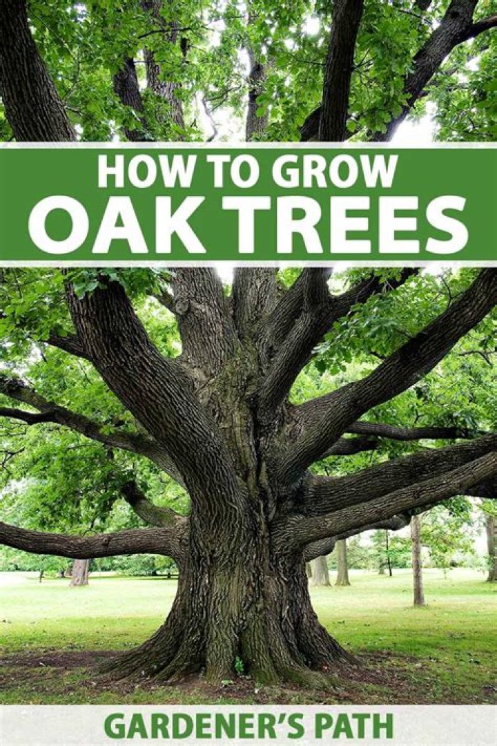 How fast does an English oak tree grow?
