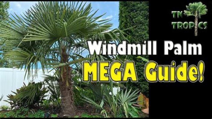 How fast will a windmill palm tree grow?