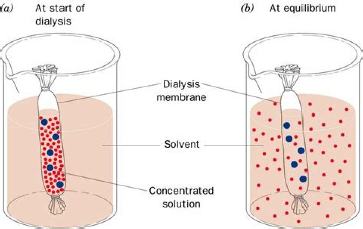How is a cell membrane different from dialysis tubing?