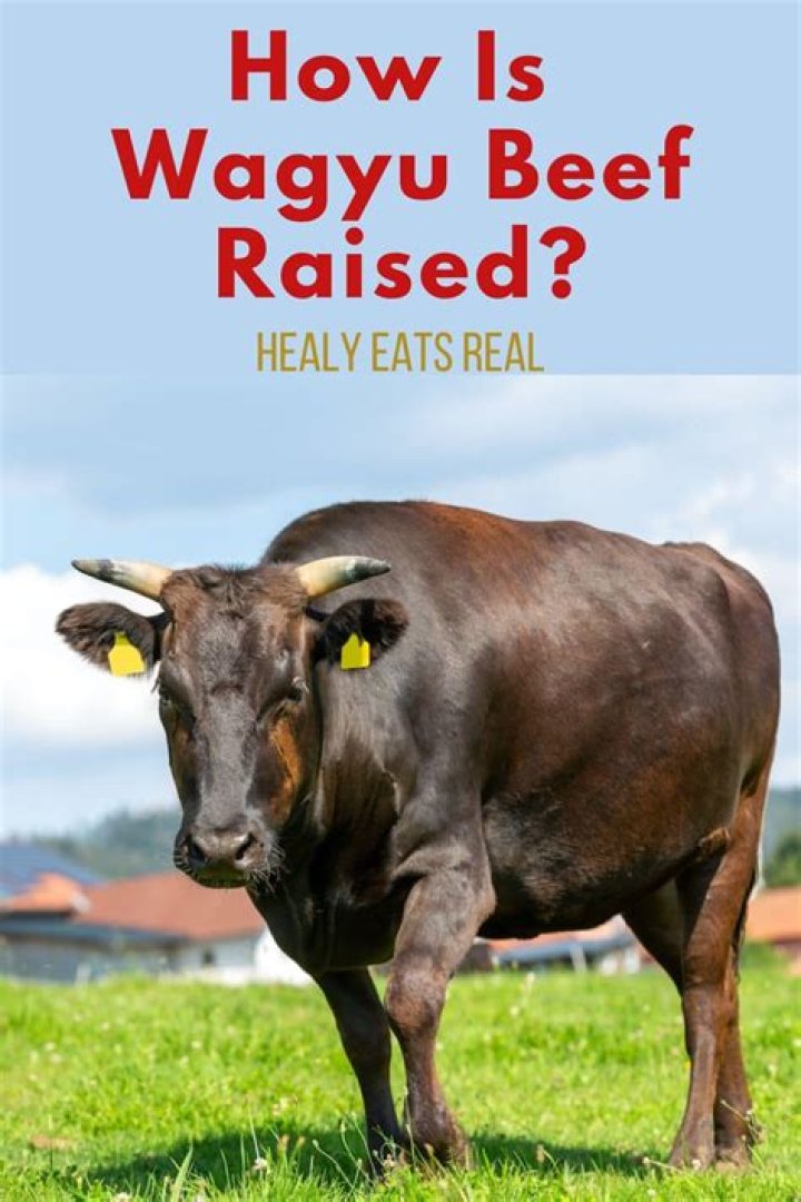 How is Wagyu beef killed?