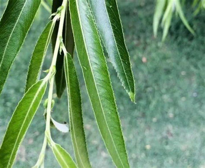 How long do globe willow trees live?