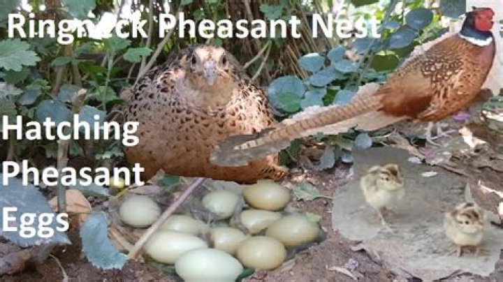 How long does pheasant eggs take to hatch?
