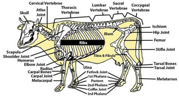 How many bones does a cow skeleton have?