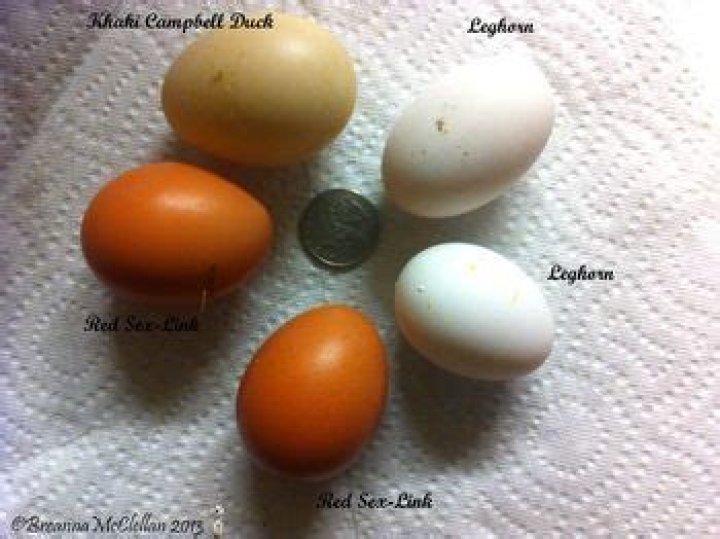 How many eggs does a Khaki Campbell duck lay?