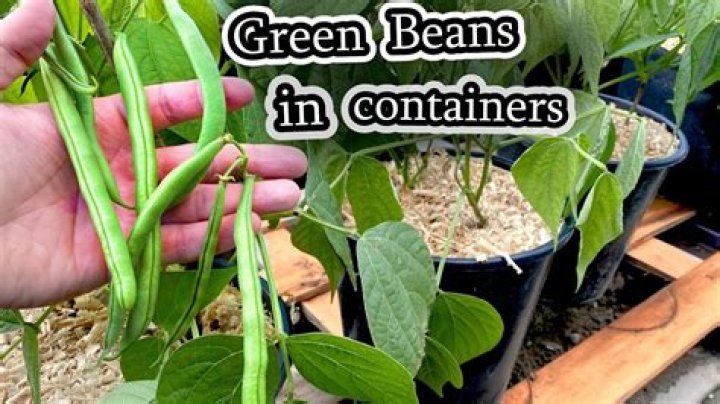 How many green beans do I need per square foot?