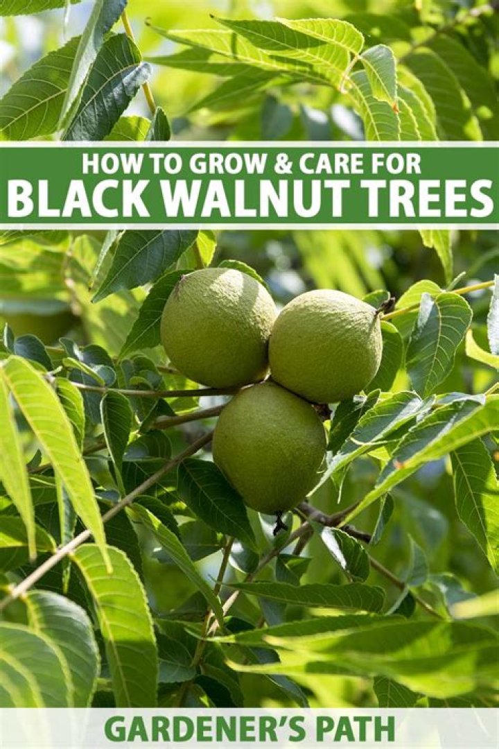 How much are black walnuts per pound?