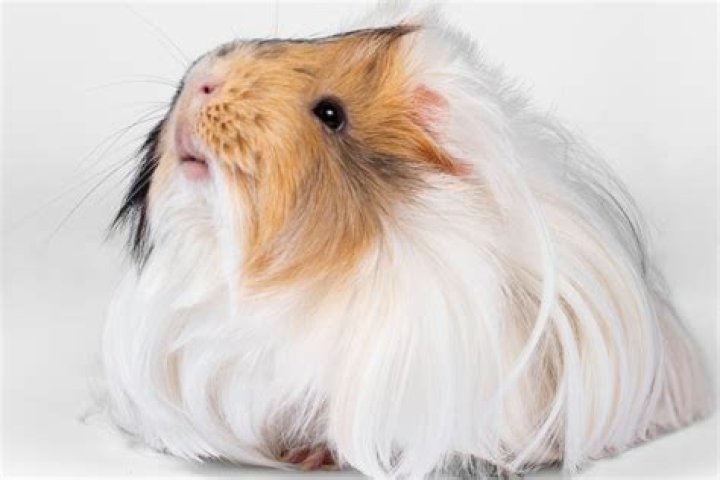 How much do silkies cost?