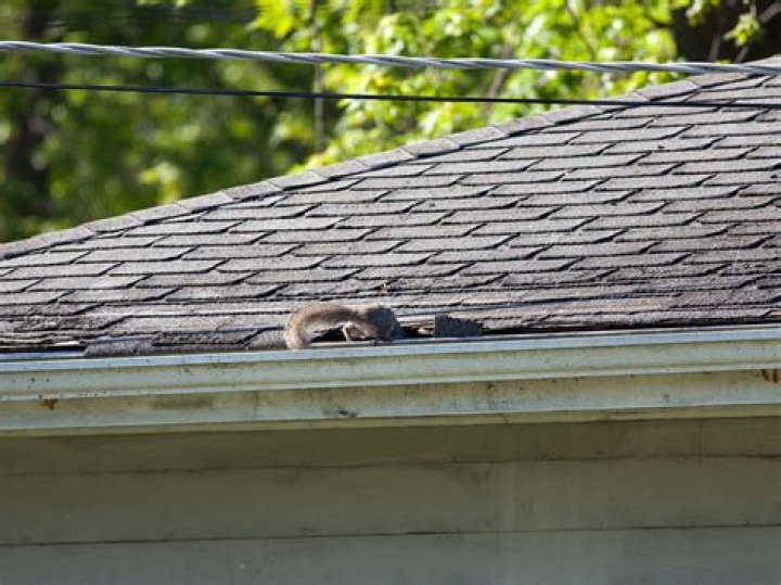 How much does it cost to remove squirrels from attic?