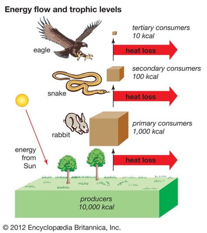 How much energy is passed on to each trophic level?