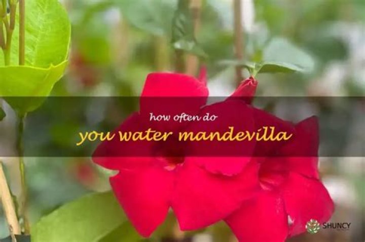 How often do you water Mandevilla?
