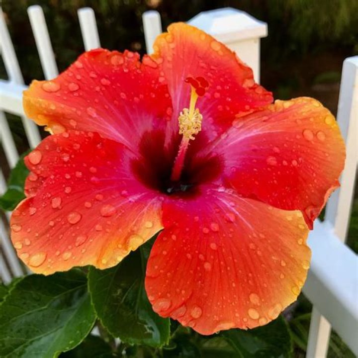 How often should you water hibiscus?