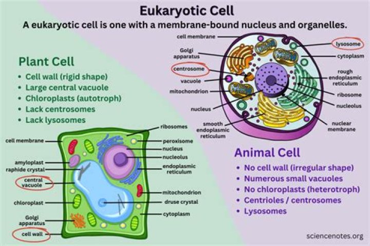 How old are eukaryotic cells?