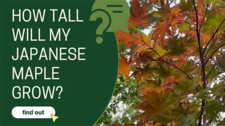 How tall does Japanese box grow?