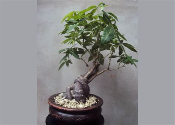 Is a bonsai tree a money tree?