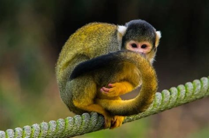 Is a squirrel monkey a good pet?