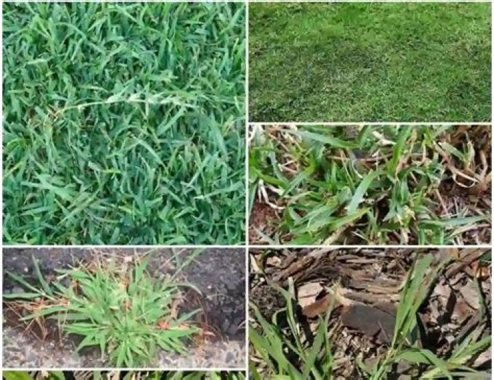 Is Bermuda grass the same as crabgrass?