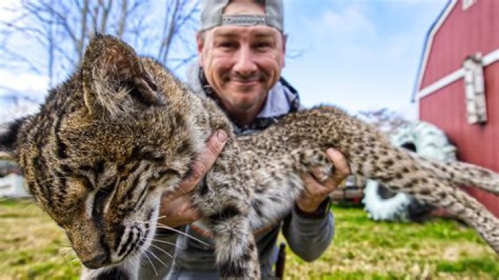 Is Bobcat meat good to eat?