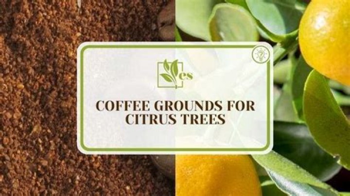 Is ground coffee good for citrus trees?