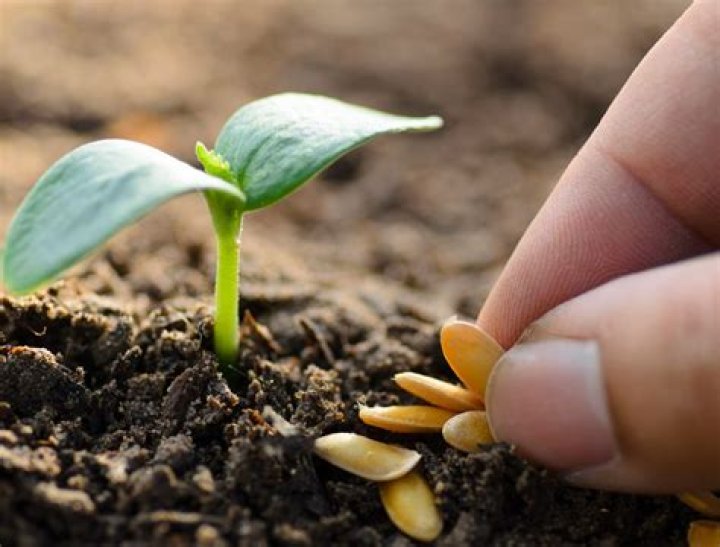 Is it better to plant seeds in the morning or evening?