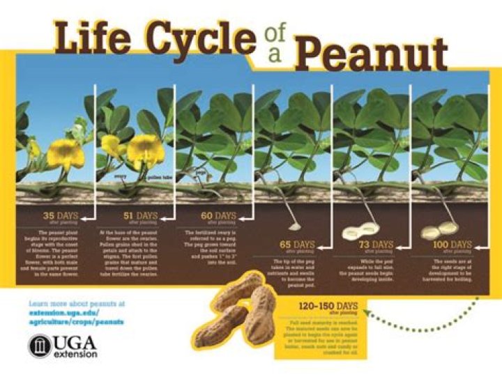 Is it legal to grow peanuts?