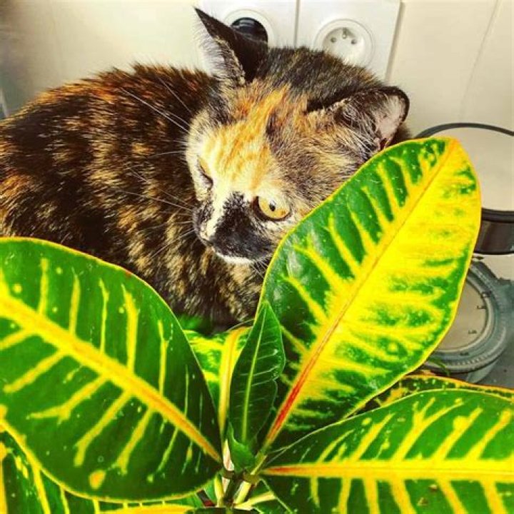 Is mamey Croton poisonous to cats?