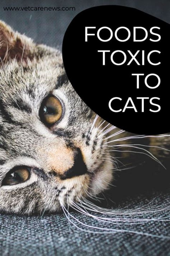 Is Mr Clean toxic to cats?