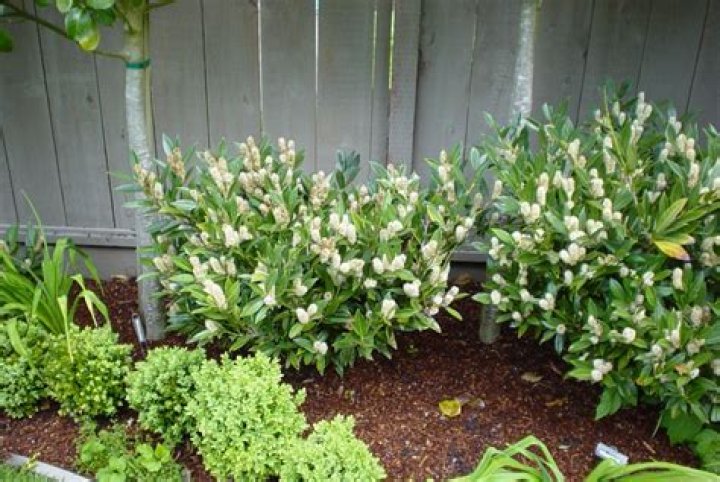 Is Otto Luyken laurel deer resistant?