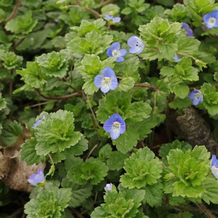 Is Persian speedwell edible?