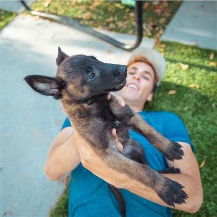 Jake Paul Pets - Celebrity Pets