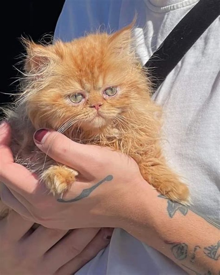 Joe Mixon Pets - Celebrity Pets