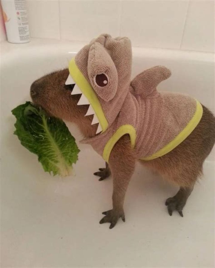 JoeJoe the Capybara the most chill animal on earth is living a great life in Vegas