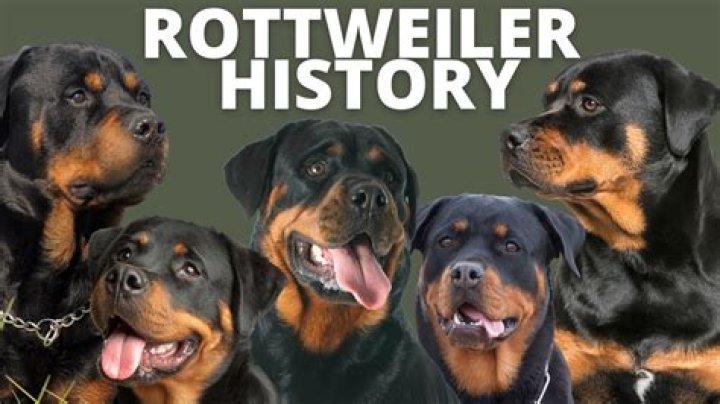 Johnny Depp boards his rottweilers for $48k a year (update)