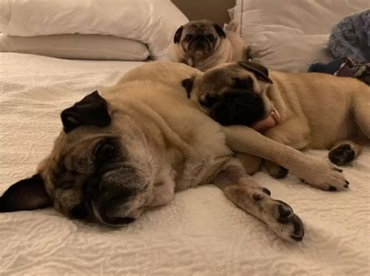 Jonah Hill is a proud doggy daddy of his French bulldog Carmela