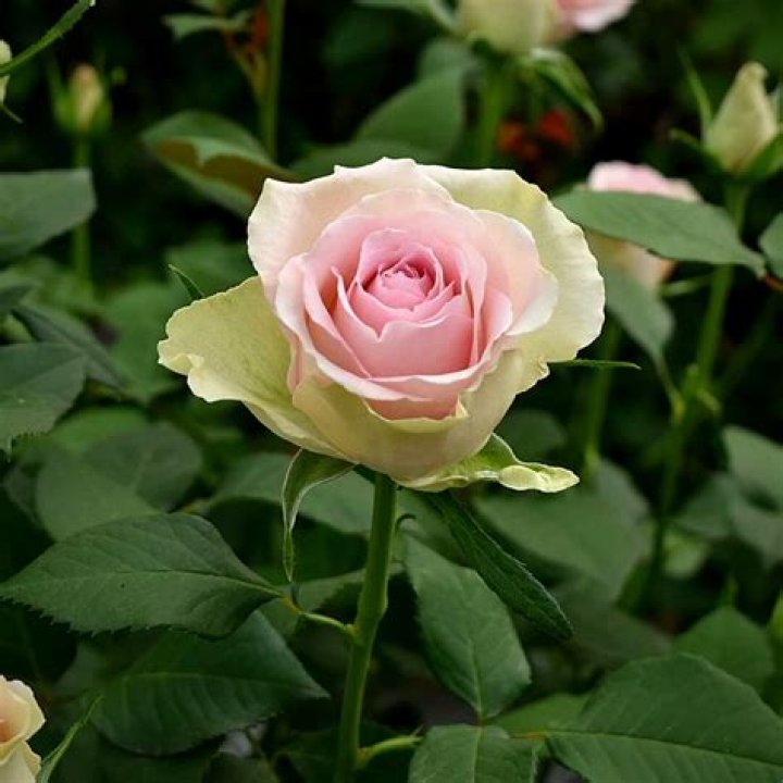 K'Mila Rose - Trivia, Family, Bio