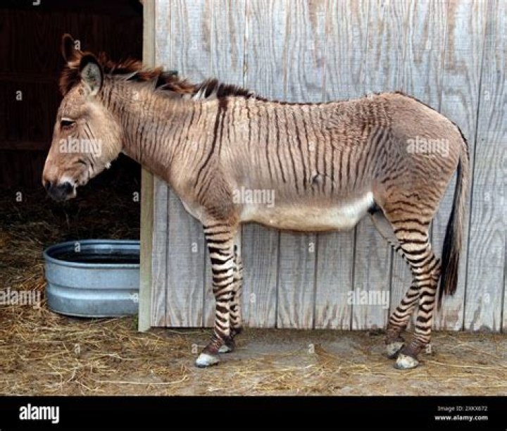 Kaley Cuoco rescued a zonkey, a mix between a zebra and a donkey